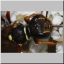 Mellinus crabroneus - Grabwespe w35 13mm - auf wilder Moehre - OS-Wallenhorst Sandgrube.jpg